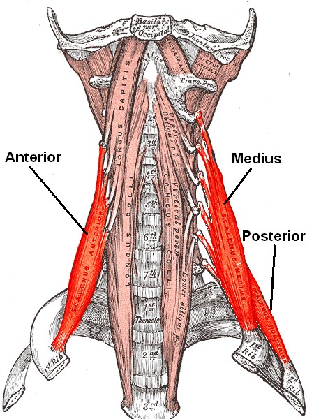 anterior-scalene-muscle-scalenus-anterior-earth-s-lab